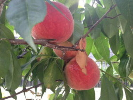 鉢植えで桃の育て方 初心者の実践記 ミントで防虫防ネコ対策 ふみのにわ伝言板